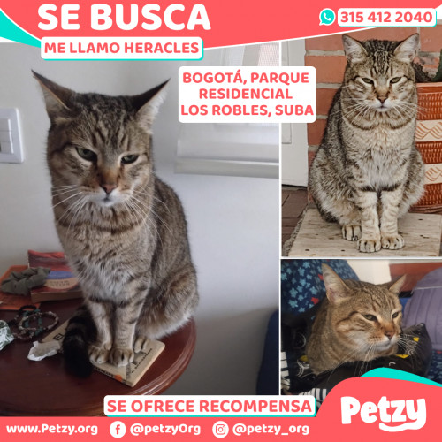 Foto de mascota Heracles