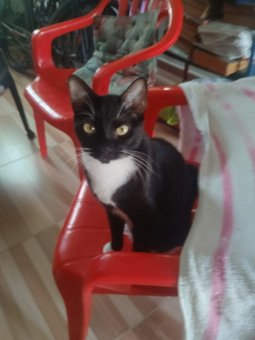 Lili
