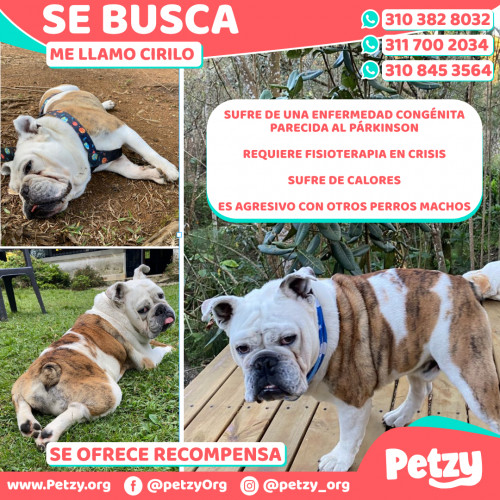 Foto de mascota Cirilo 