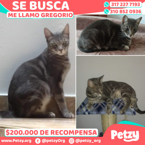 Foto de mascota Gregorio