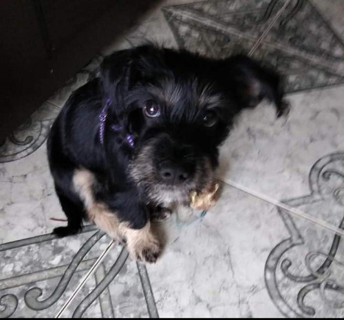 Moly