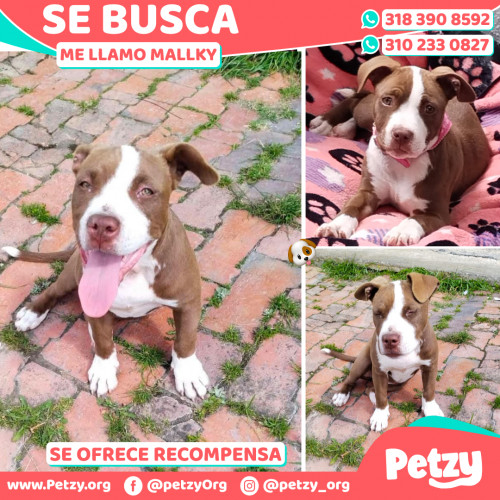 Foto de mascota Mallky