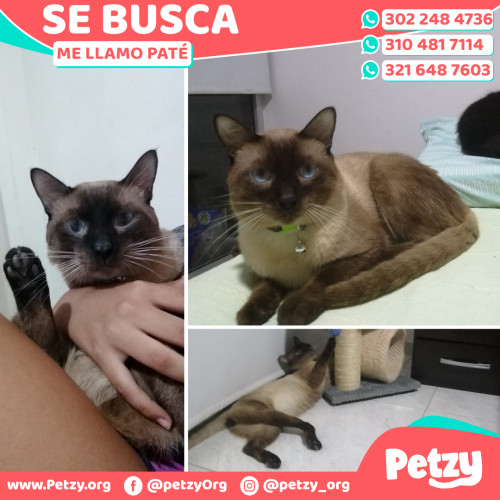 Foto de mascota Paté