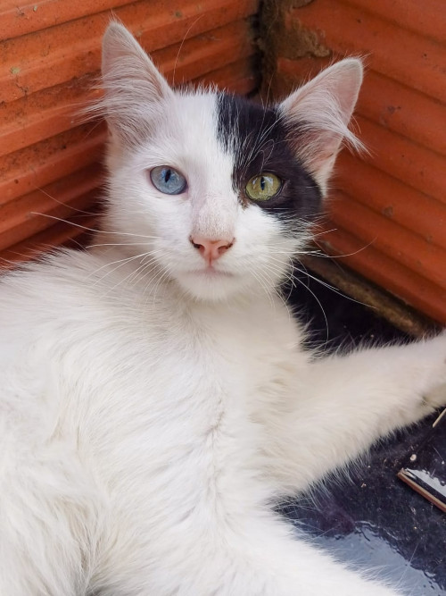Milú