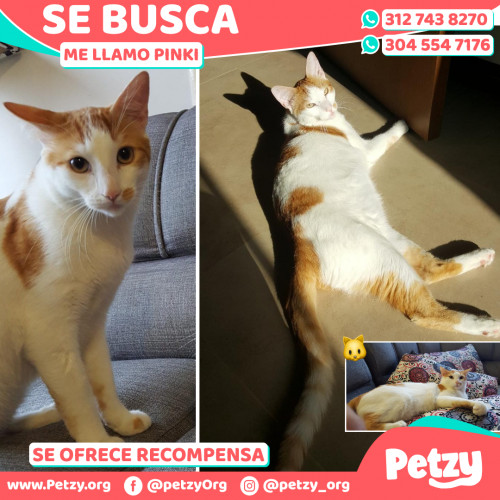 Foto de mascota Pinki