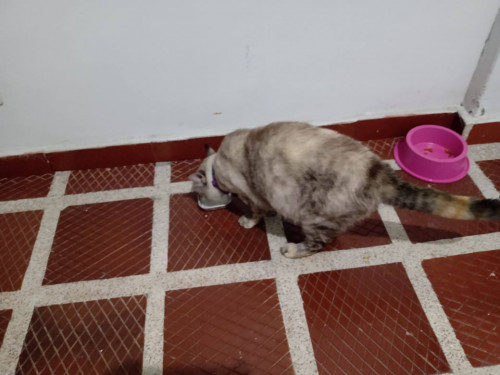 Niña