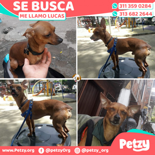 Foto de mascota Lucas