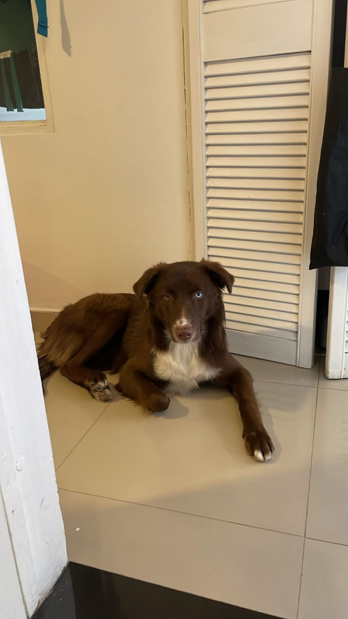 Milo