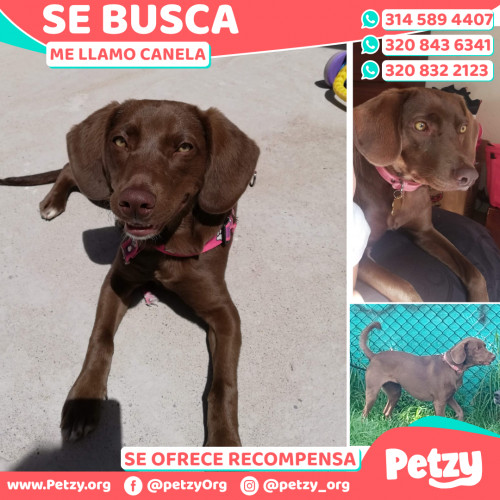 Foto de mascota Canela