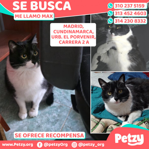 Foto de mascota Max