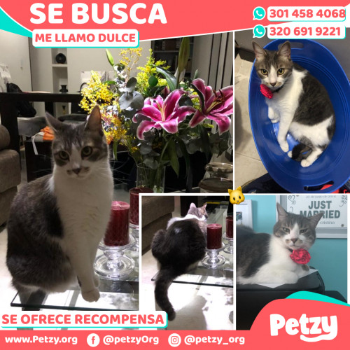 Foto de mascota Dulce