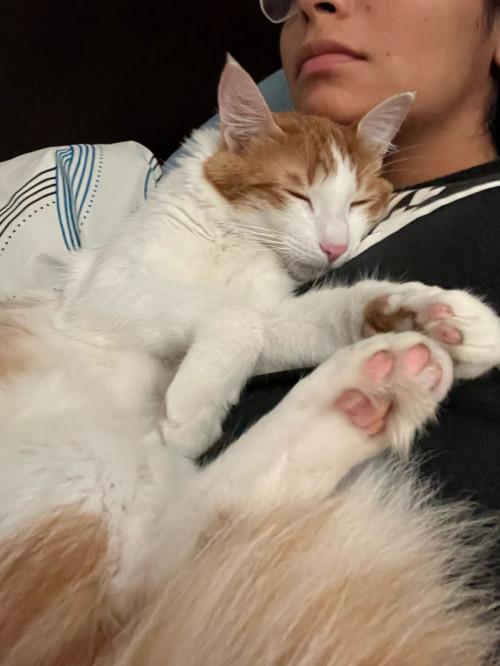 Simba
