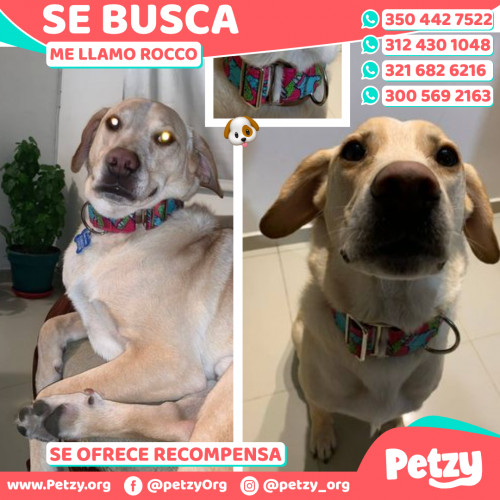 Foto de mascota Rocco