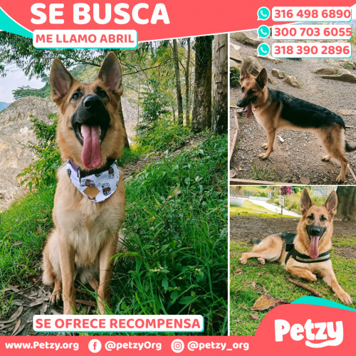 Foto de mascota Abril