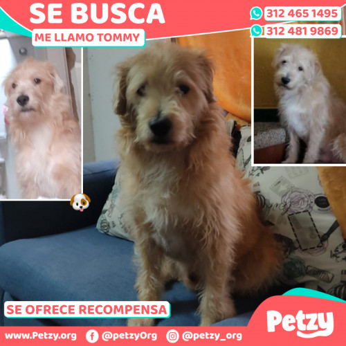 Foto de mascota Tommy 