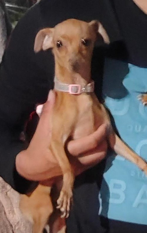 Dalila