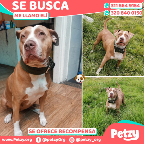 Foto de mascota Elí