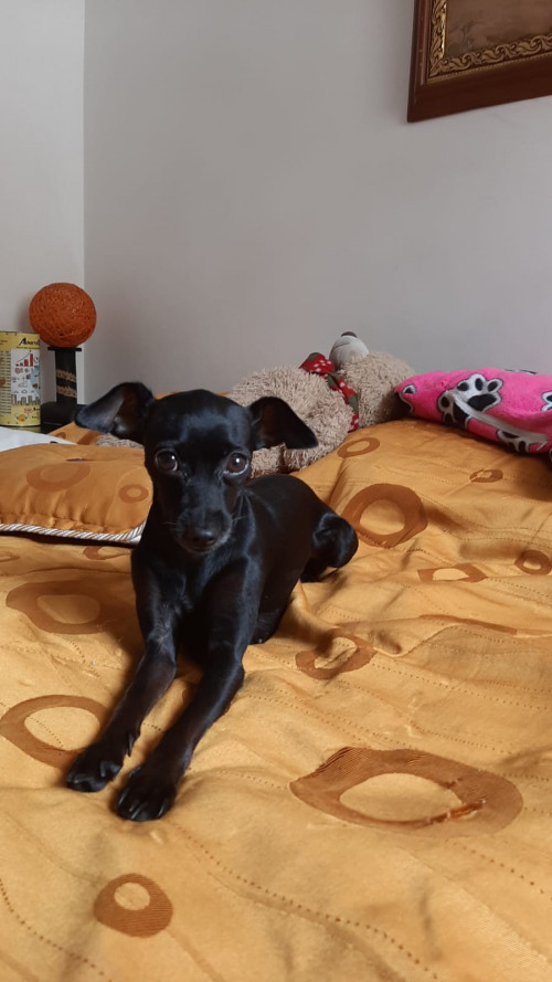 Negra