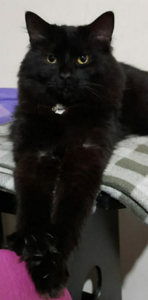 Negro