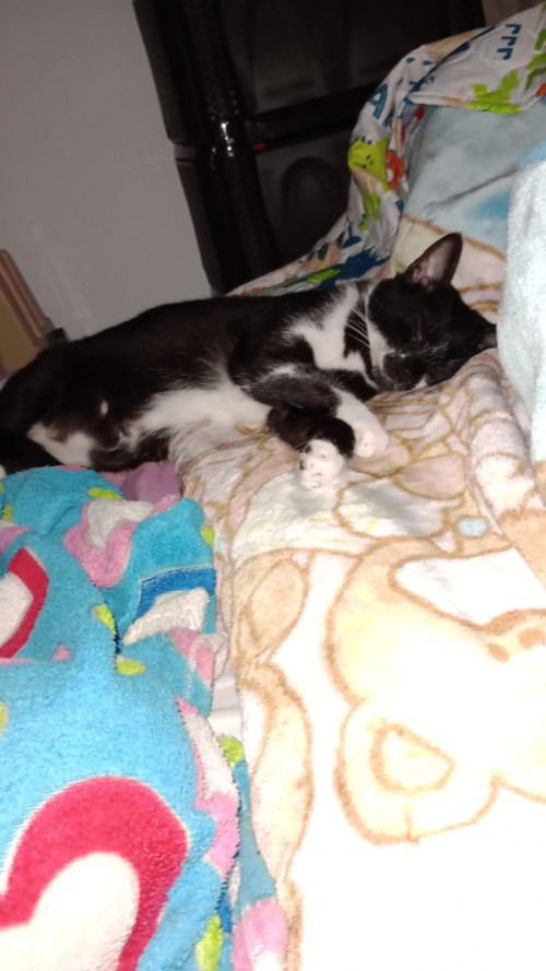 Tom