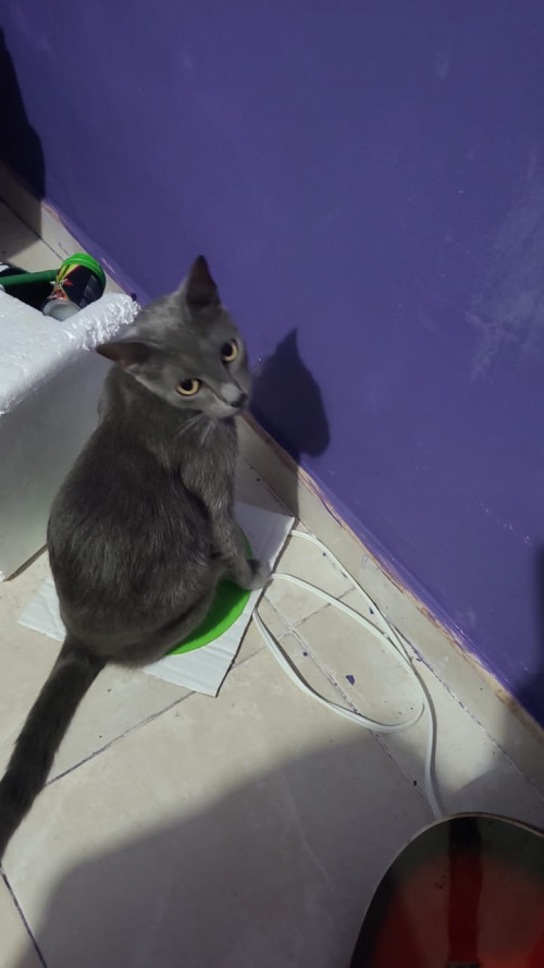 Nika