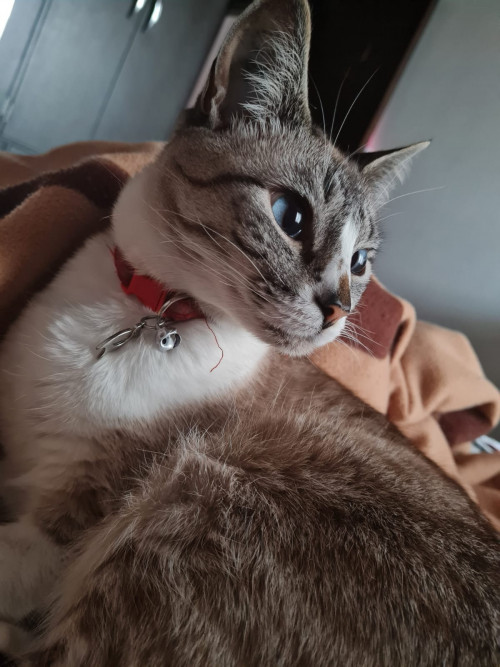 Akira