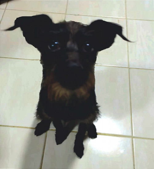 Oreo