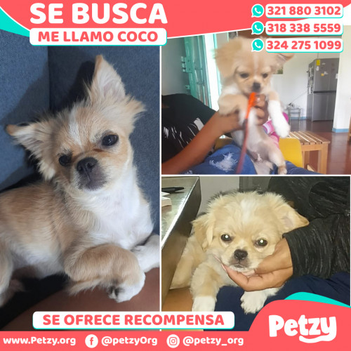 Foto de mascota Coco