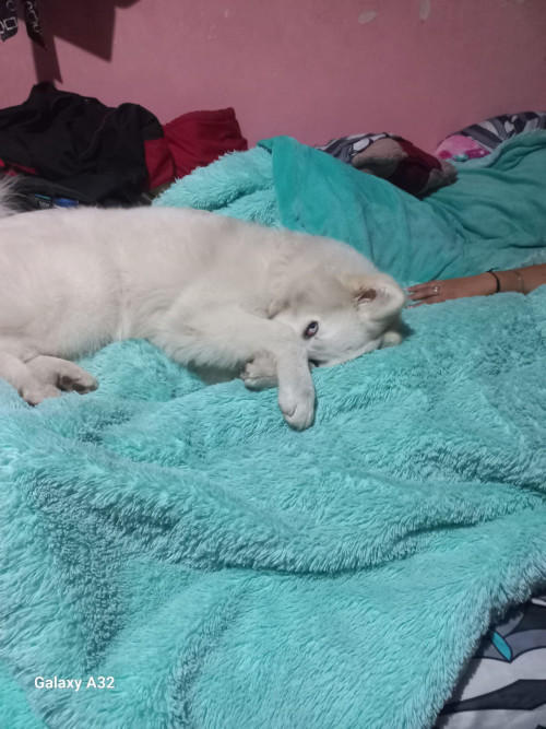 Max
