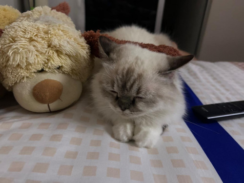 Michi