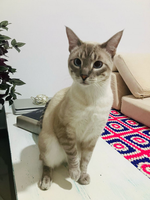 Tom
