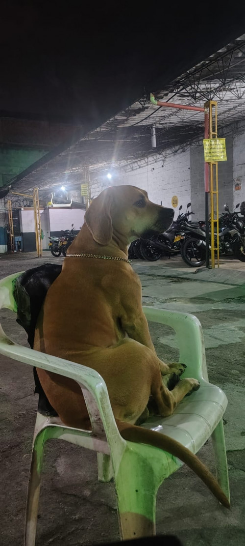 Apolo