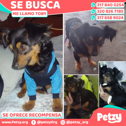 Foto de mascota Toby