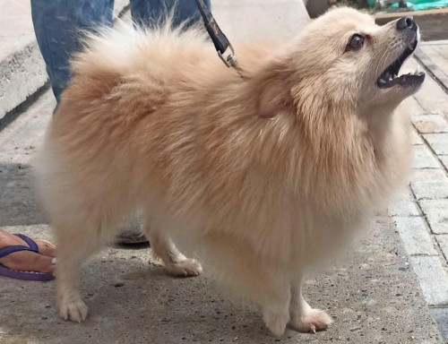 Toby