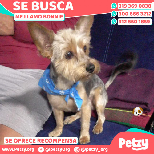 Foto de mascota Bonnie