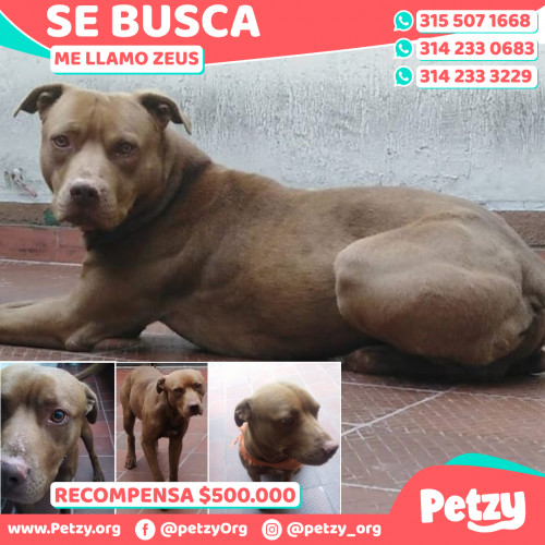 Foto de mascota Zeus