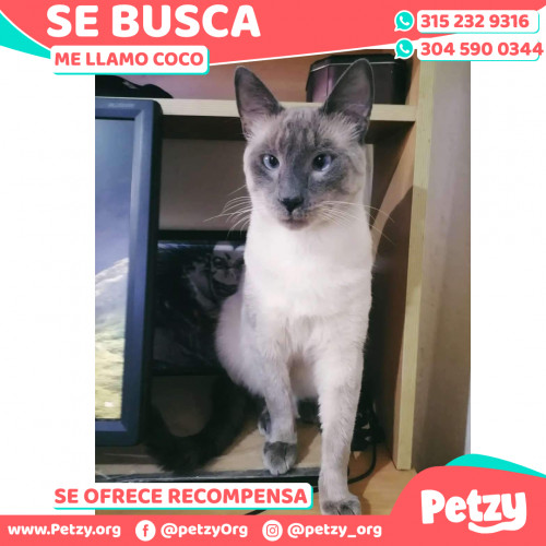 Foto de mascota Coco