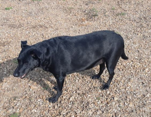 Negra