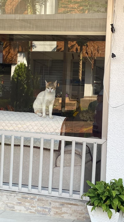 Canela