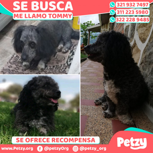 Foto de mascota Tommy