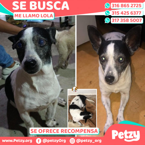 Foto de mascota Lola