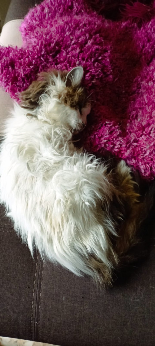 Peluza