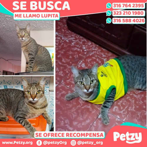 Foto de mascota Lupita