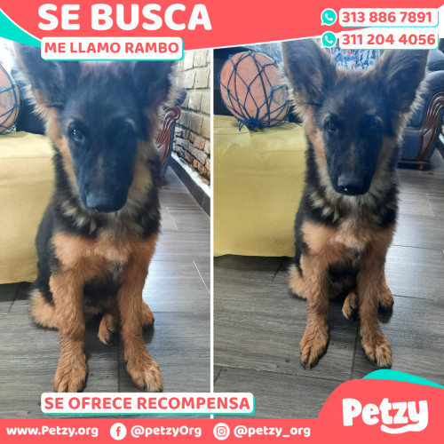 Foto de mascota Rambo