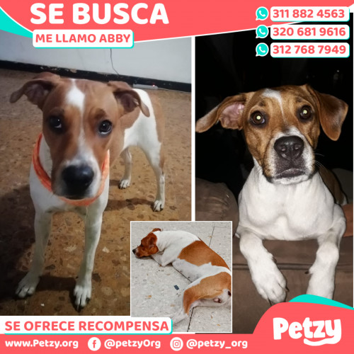 Foto de mascota Abby