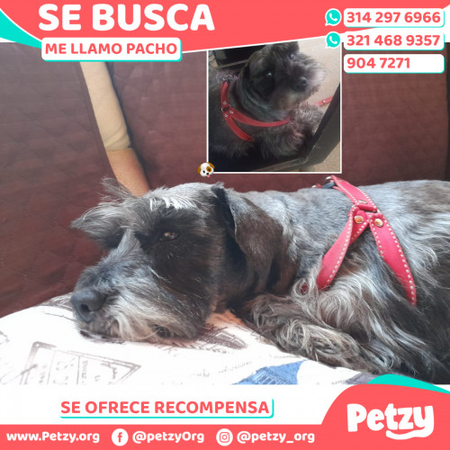 Foto de mascota Pacho