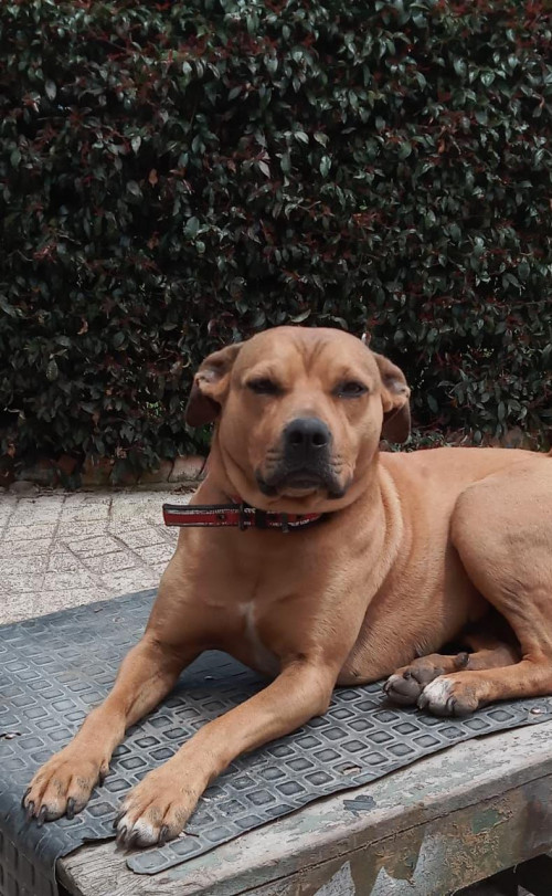 Canela 