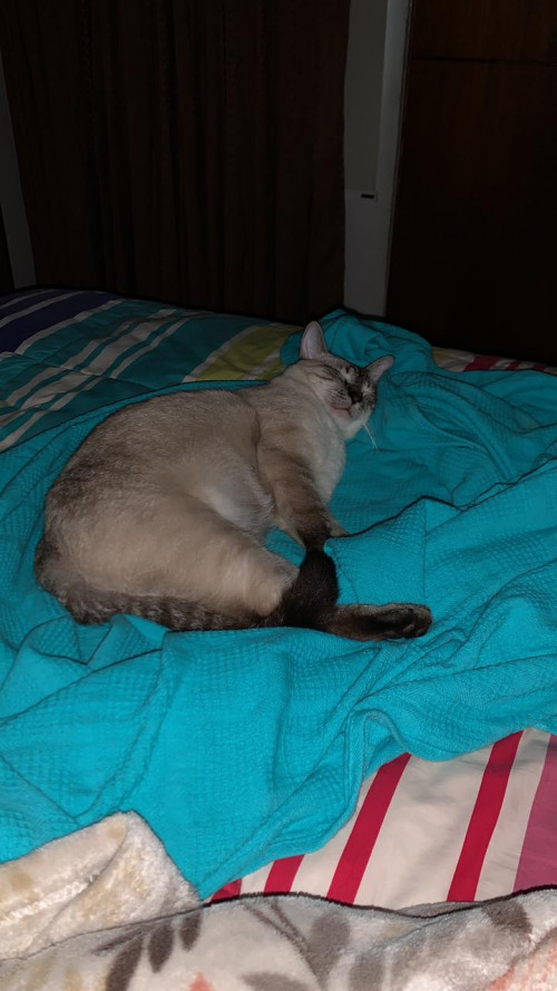 Coco