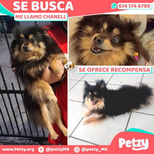 Foto de mascota Chanell