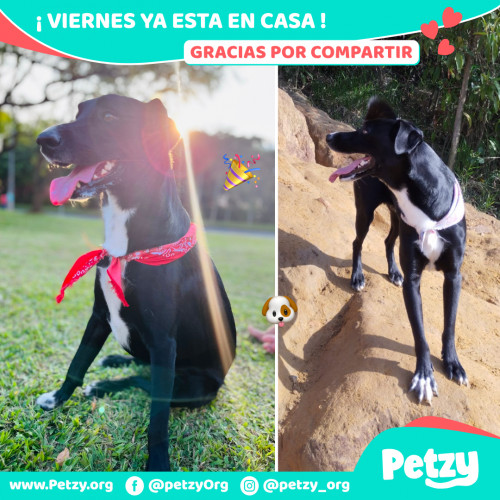 Foto de mascota Viernes